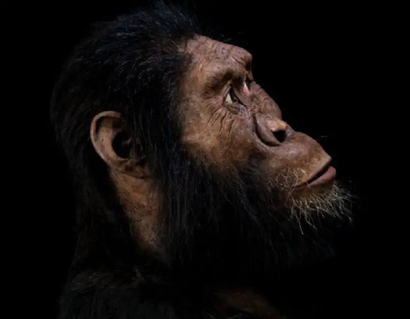 Reconstruction of A. anamensis