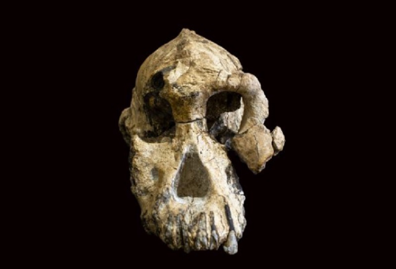 Skull of Australopithecus anamensis