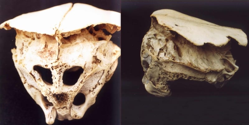 Alien Skull Bulgaria