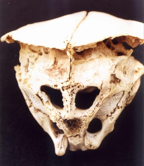 Optimized-Alien Skull