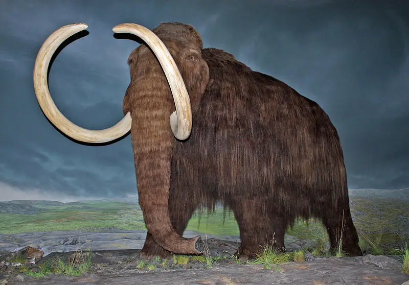 mammoth