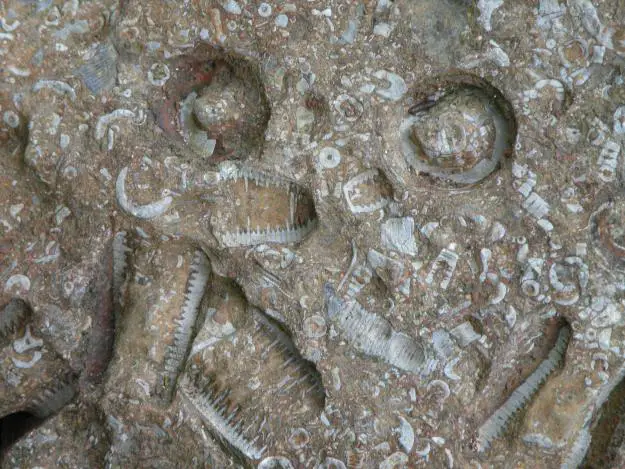 The alleged microchip is in fact a CRINOID. Image Credit