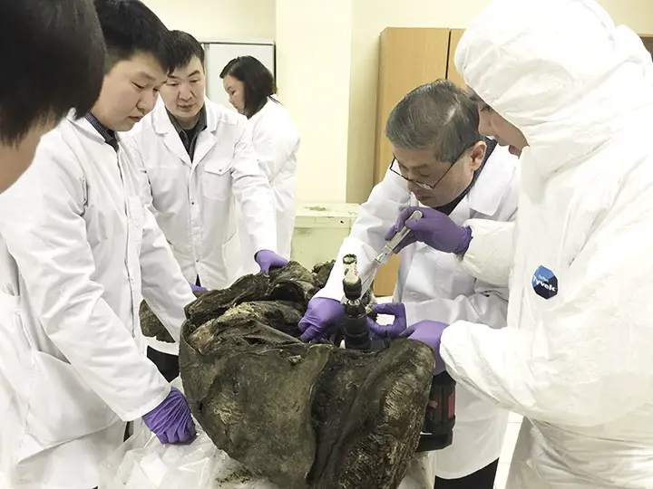 Scientists working on prehistoric animal remains. 